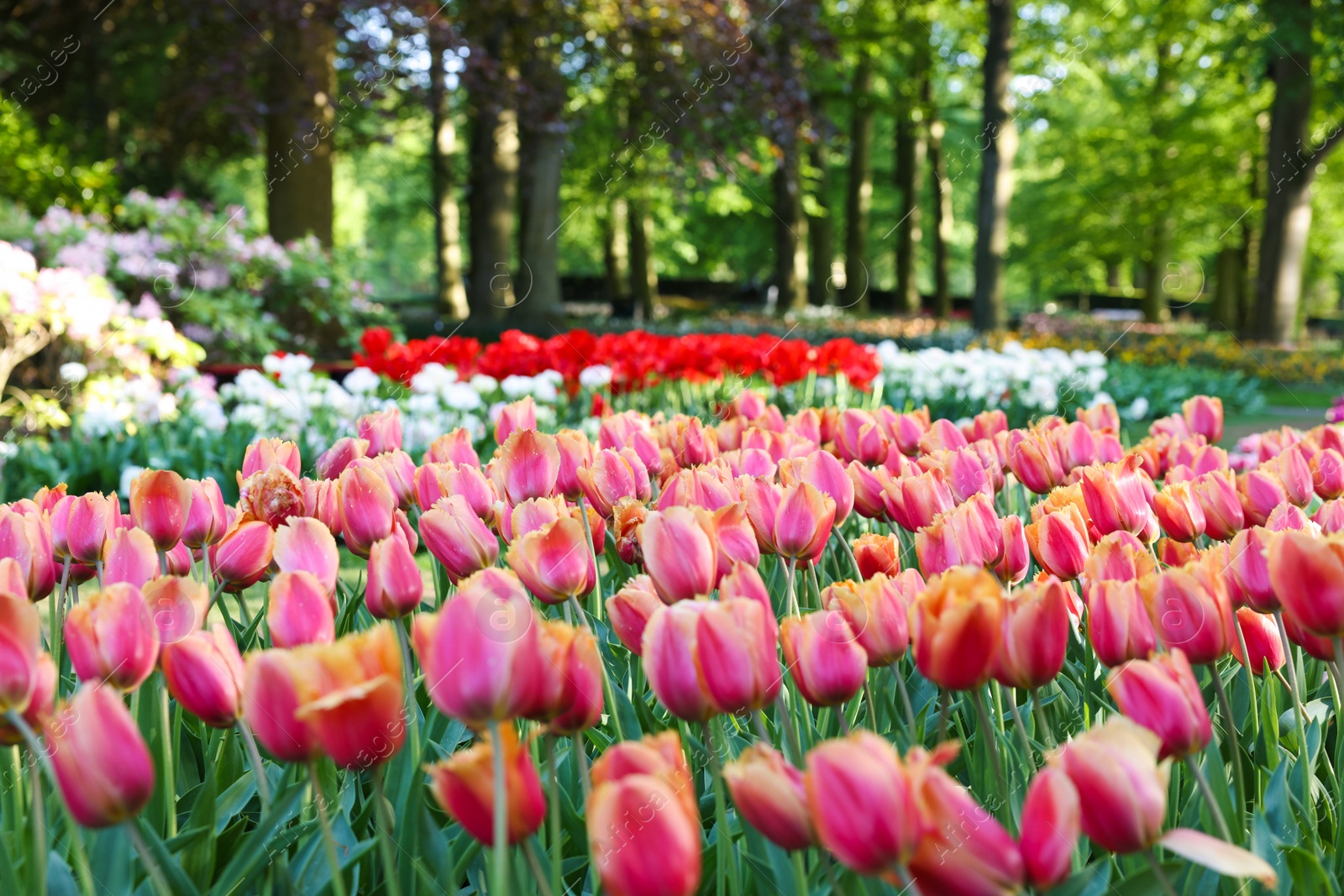 Photo of Many beautiful tulip flowers growing in park. Spring season