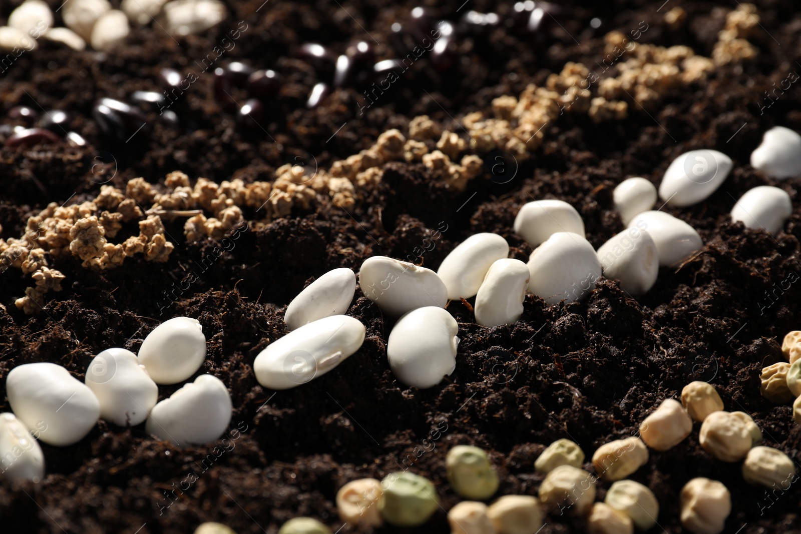 Photo of White beans and different vegetable seeds on fertile soil, closeup