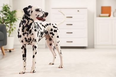 Photo of Adorable Dalmatian dog on rug indoors. Lovely pet
