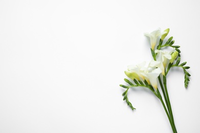 Photo of Beautiful freesia flowers on white background, top view