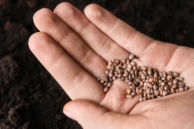 Photo of Woman holding pile of radish seeds over soil, closeup. Vegetable planting