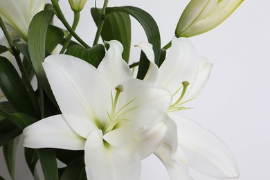 Photo of Beautiful lily flowers on white background, closeup