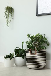 Photo of Many beautiful houseplants in room. Interior design