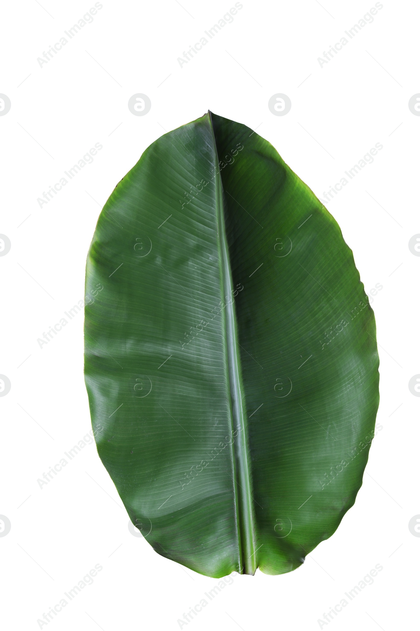 Photo of Fresh green banana leaf on white background. Tropical foliage