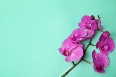 Branch with beautiful tropical orchid flowers on color background, top view. Space for text