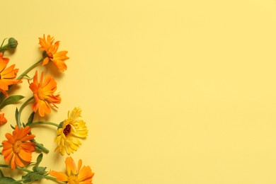 Photo of Beautiful fresh calendula flowers on yellow background, flat lay. Space for text