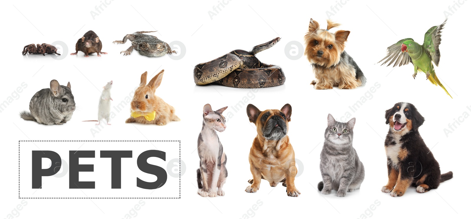 Image of Set of different pets on white background. Banner design 