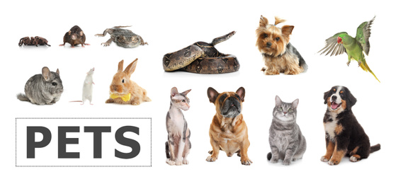 Image of Set of different pets on white background. Banner design 