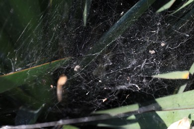 Cobweb on plant with green leaves outdoors, closeup