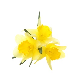 Photo of Beautiful daffodils on white background. Fresh spring flowers