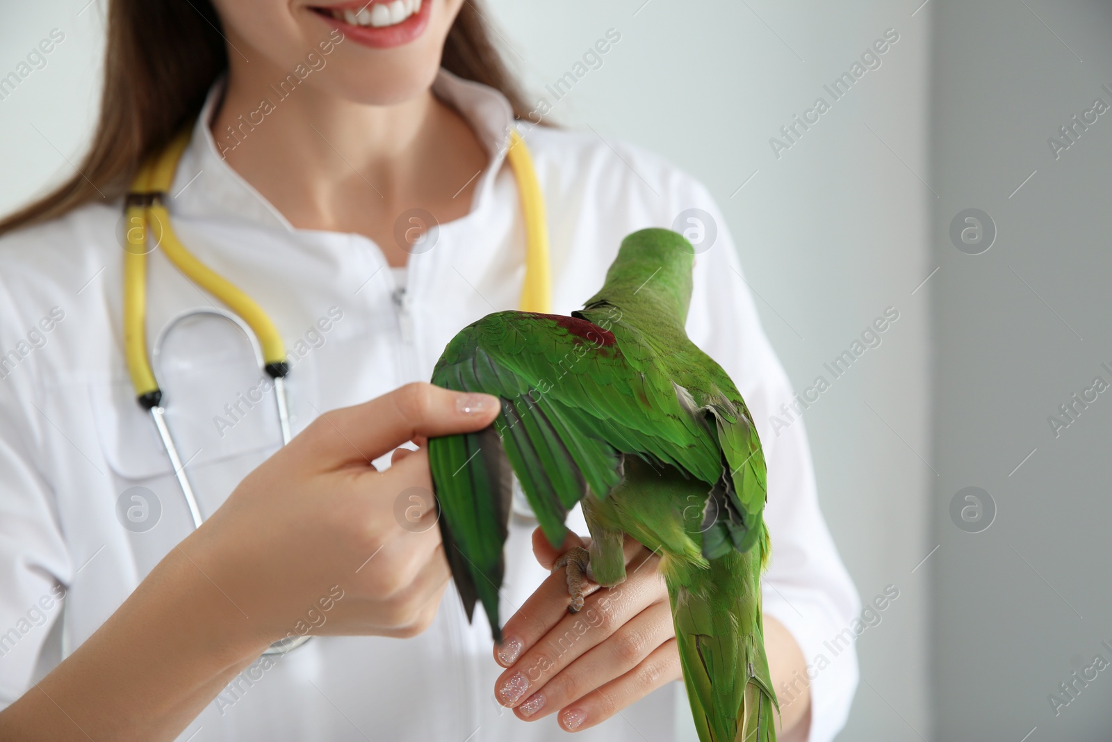 Photo of Veterinarian examining Alexandrine parakeet in clinic, closeup