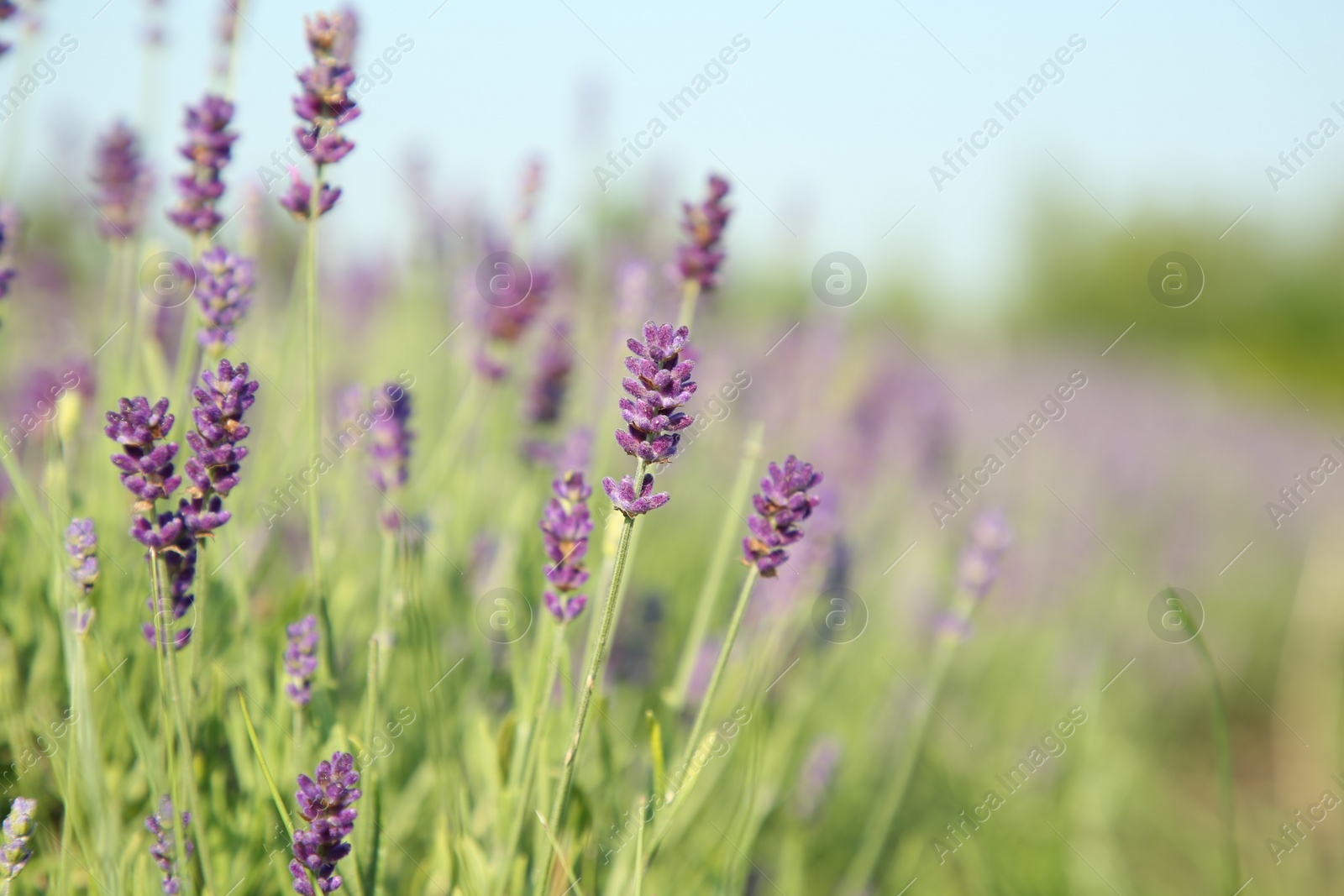 Photo of Beautiful blooming lavender growing in field, closeup. Space for text