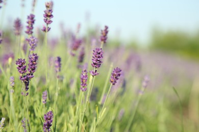 Beautiful blooming lavender growing in field, closeup. Space for text