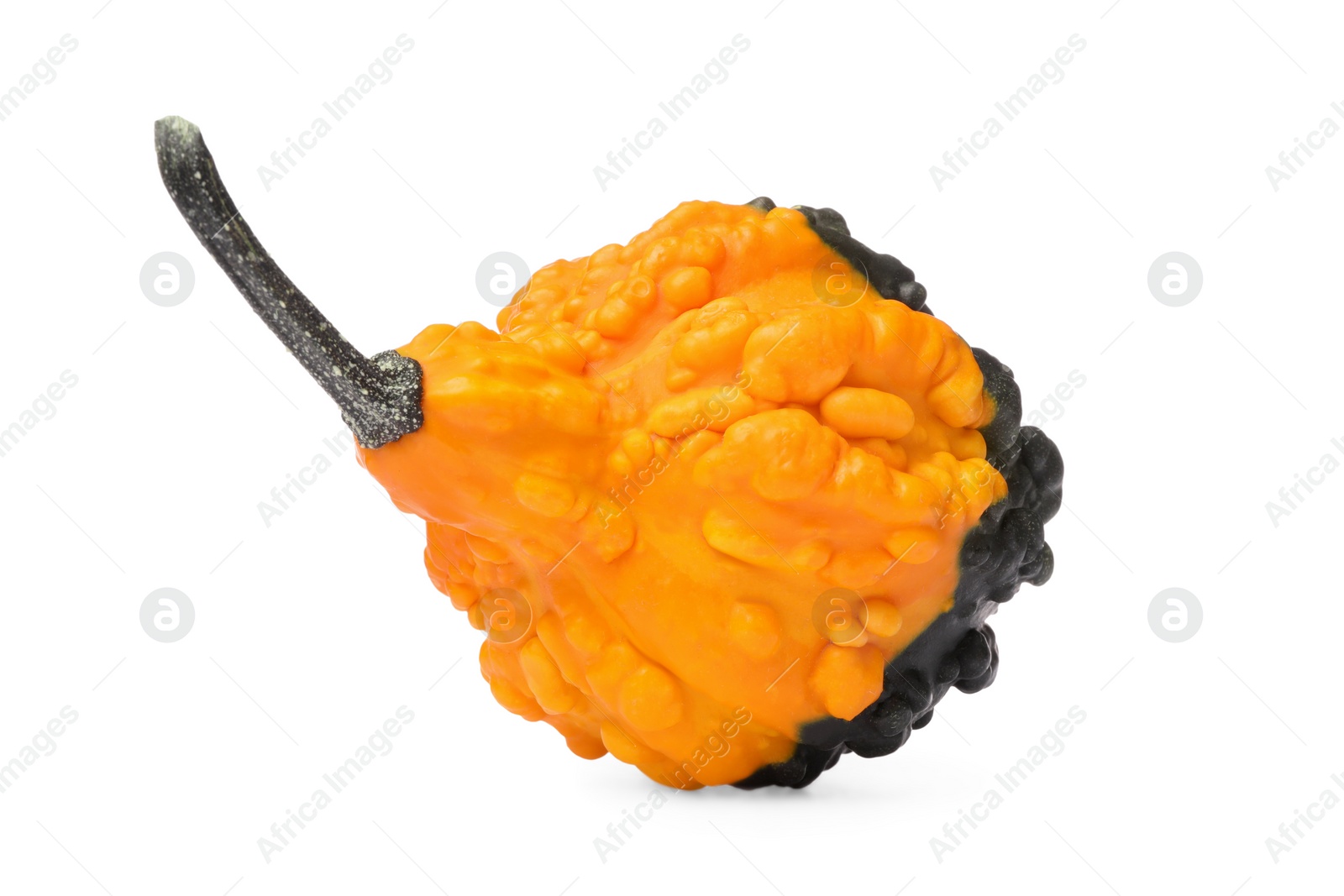 Photo of One fresh ripe pumpkin isolated on white