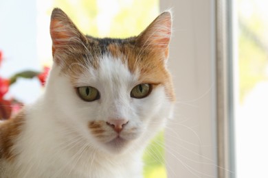 Photo of Cat near window at home, closeup. Cute pet