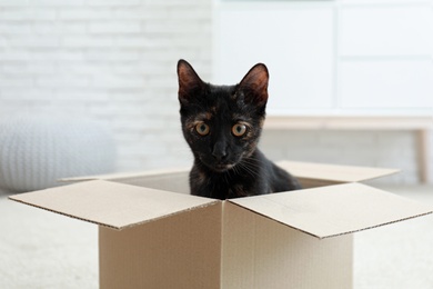 Cute black cat in cardboard box at home