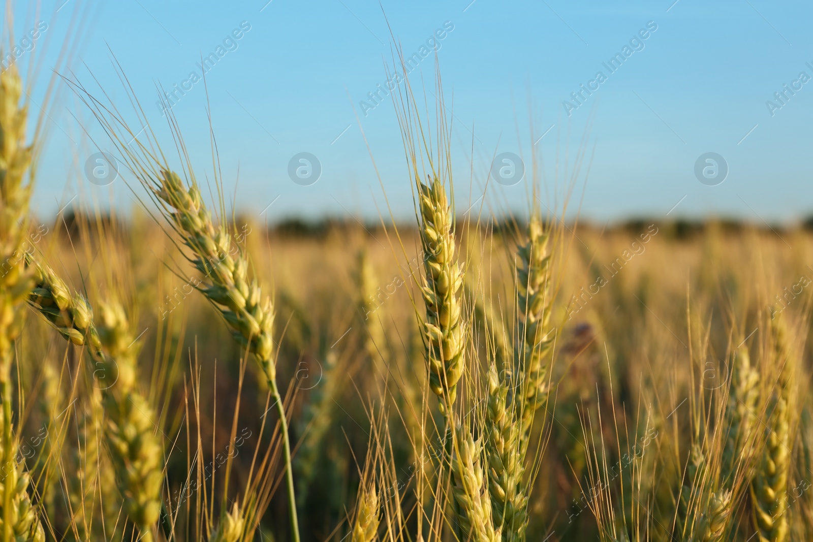 Photo of Beautiful agricultural field with ripening wheat, closeup