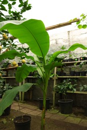 Many different beautiful plants growing in greenhouse