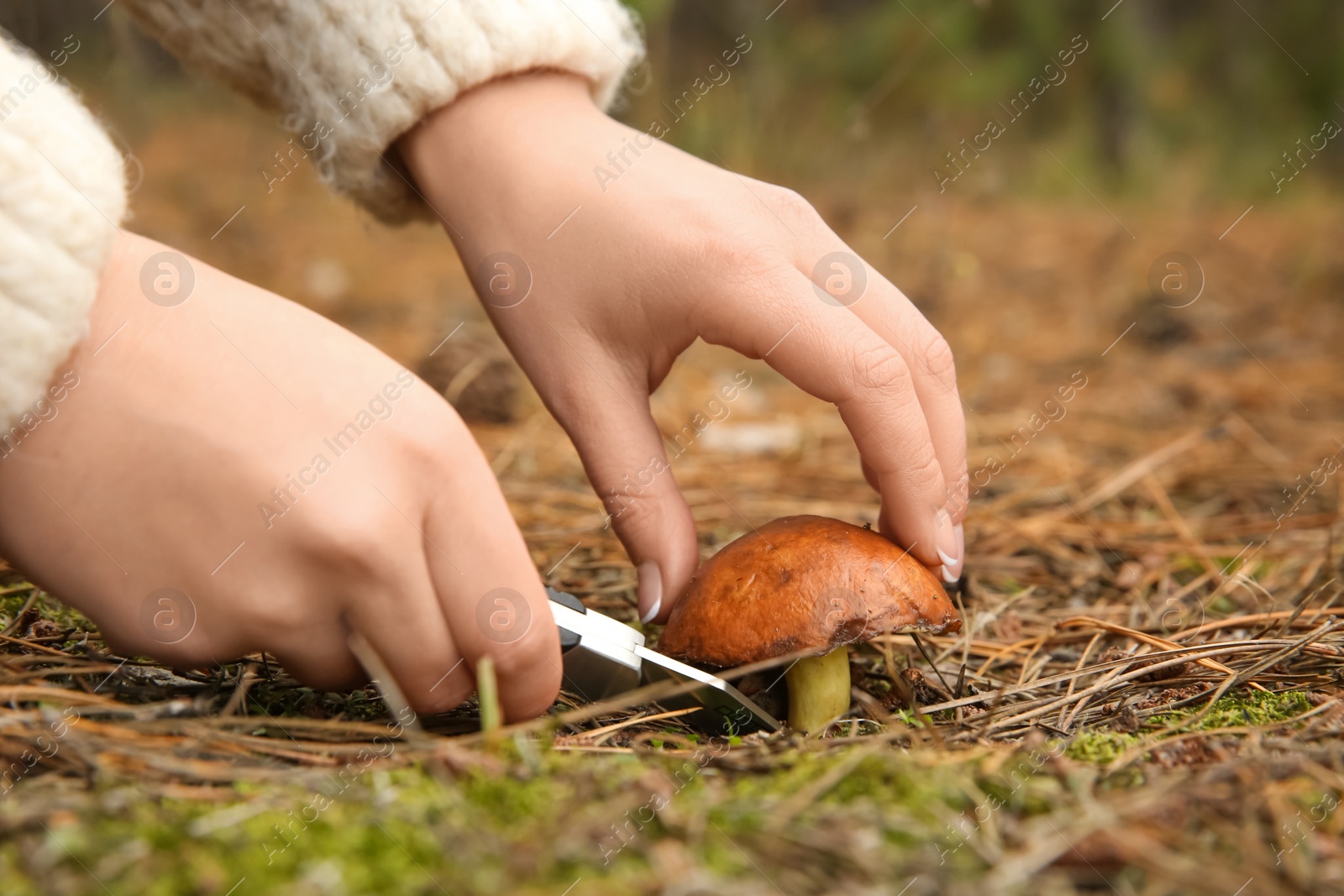 Photo of Woman cutting boletus mushroom with knife in forest, closeup