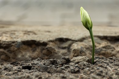 Photo of Beautiful flower growing in dry soil, space for text. Hope concept