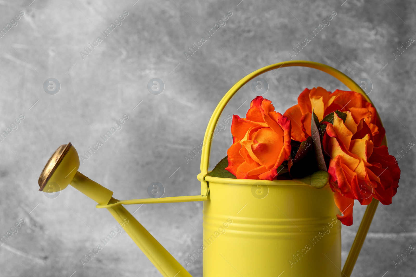 Photo of Beautiful bouquet of orange roses in watering can on grey background, closeup