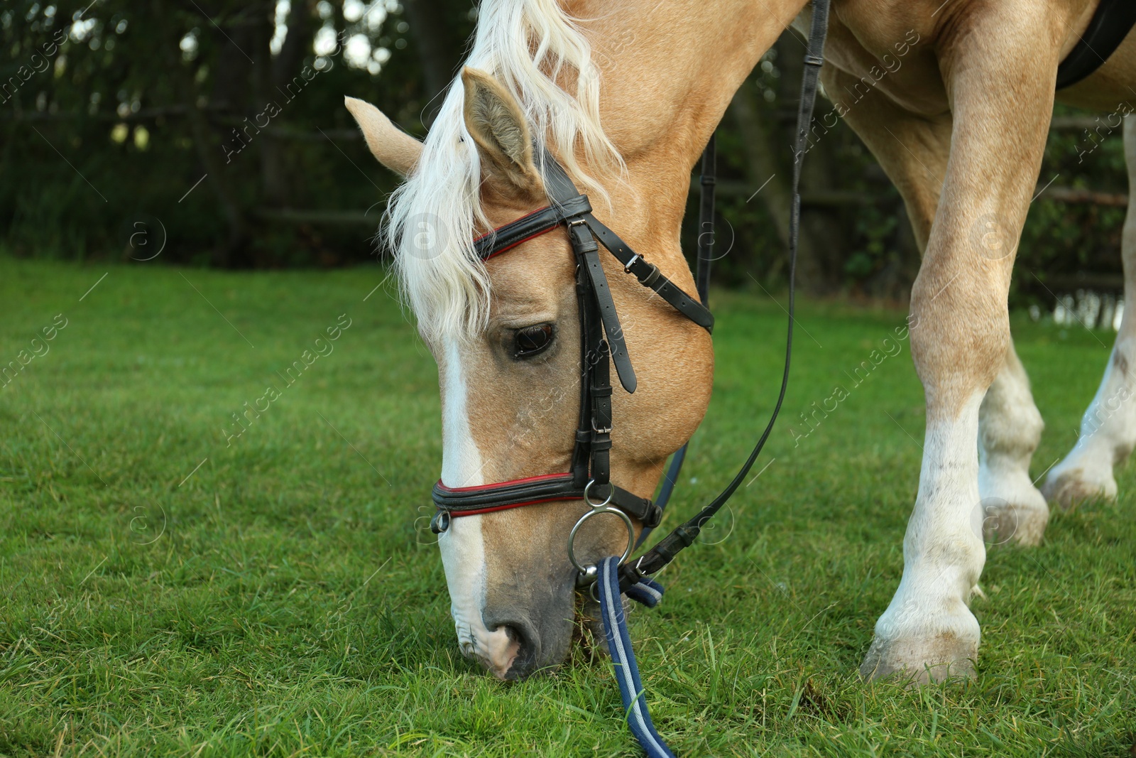 Photo of Beautiful palomino horse grazing on green pasture