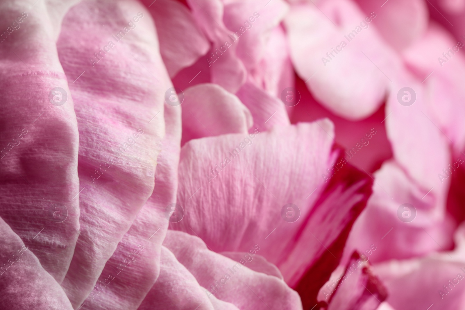 Photo of Closeup view of beautiful blooming peony as background. Floral decor