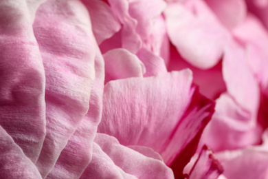 Photo of Closeup view of beautiful blooming peony as background. Floral decor