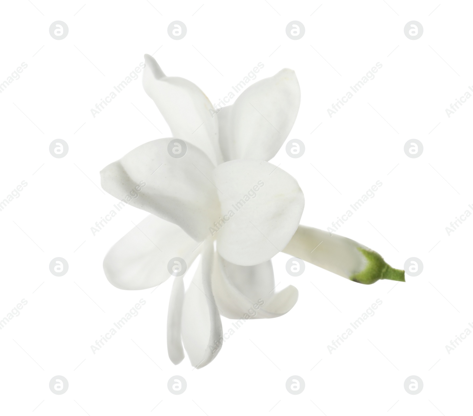 Photo of Beautiful fresh lilac blossom isolated on white