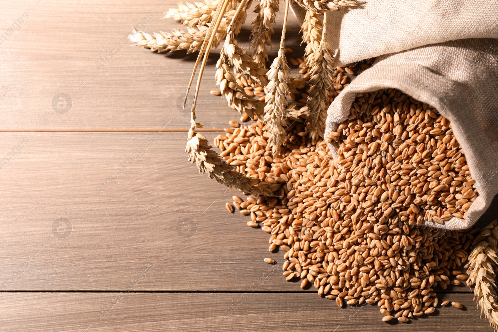 Photo of Wheat grains with spikelets on wooden table, space for text