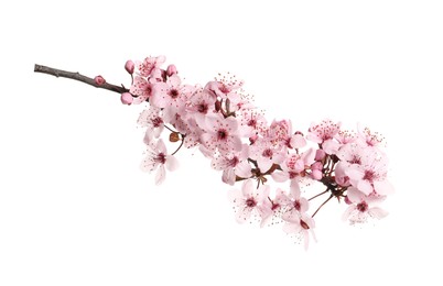 Sakura tree branch with beautiful pink blossoms isolated on white