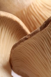 Fresh oyster mushrooms as background, macro view