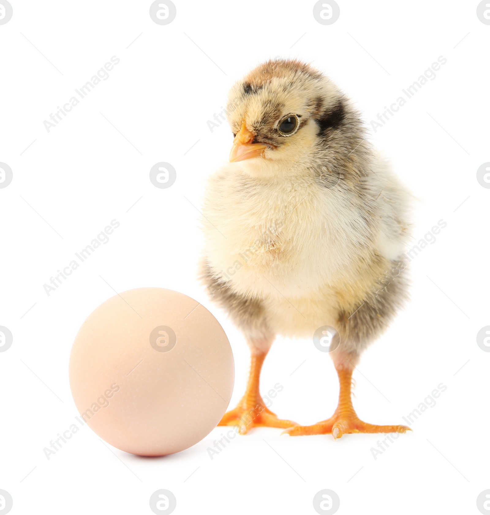 Photo of Cute chick and egg isolated on white. Baby animal