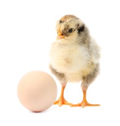 Cute chick and egg isolated on white. Baby animal