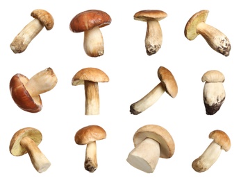 Image of Set of fresh edible mushrooms on white background