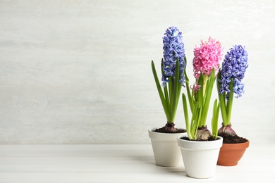 Photo of Beautiful potted hyacinth flowers on white wooden table. Space for text