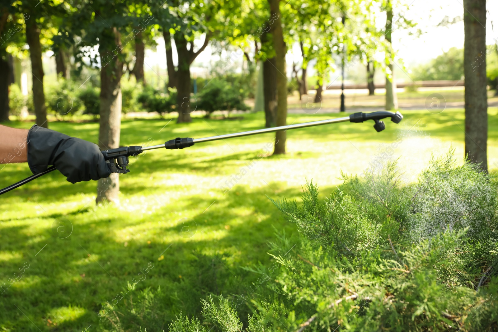 Photo of Worker spraying pesticide onto green bush outdoors, closeup. Pest control