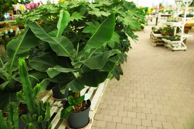 Beautiful potted banana tree in garden center, space for text