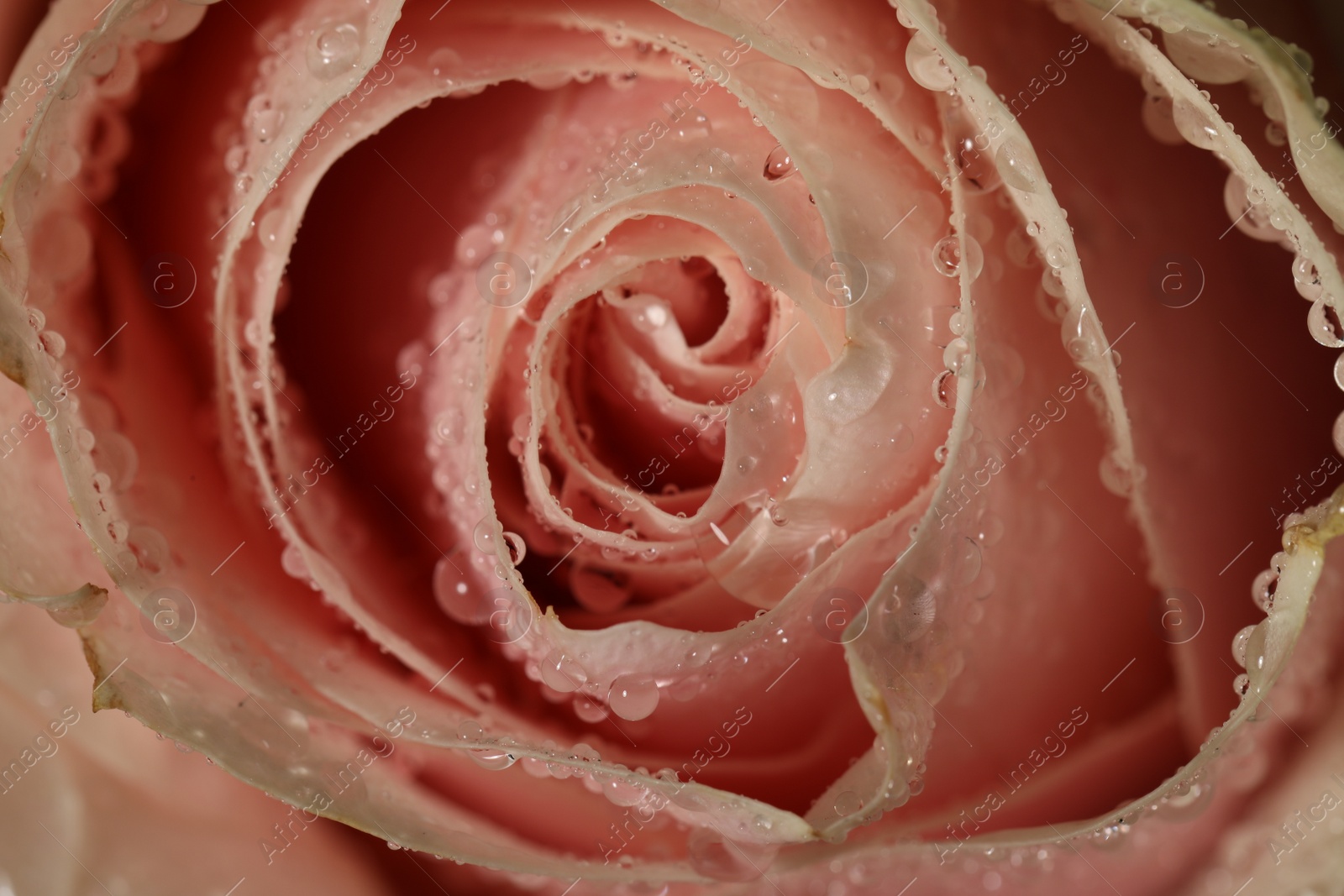 Photo of Closeup view of beautiful blooming pink rose with dew drops as background