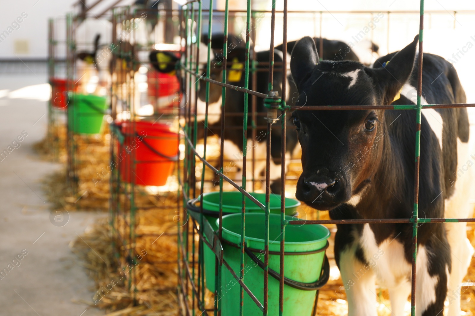 Photo of Pretty little calf in cage on farm. Animal husbandry