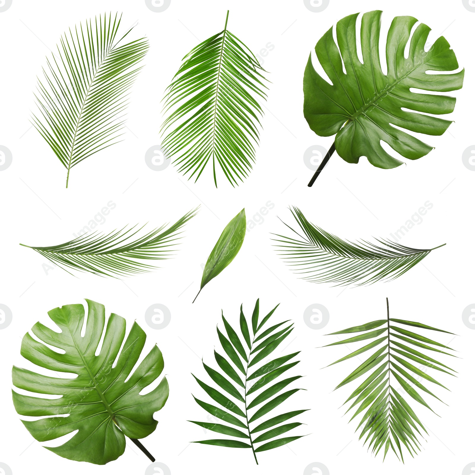 Image of Set of tropical leaves on white background