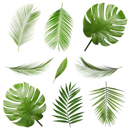 Image of Set of tropical leaves on white background