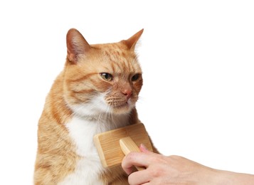 Photo of Woman brushing cute ginger cat's fur on white background, closeup