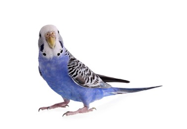 Photo of Beautiful parrot isolated on white. Exotic pet