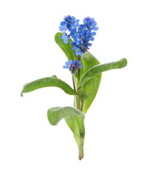 Photo of Beautiful blue Forget-me-not flowers isolated on white