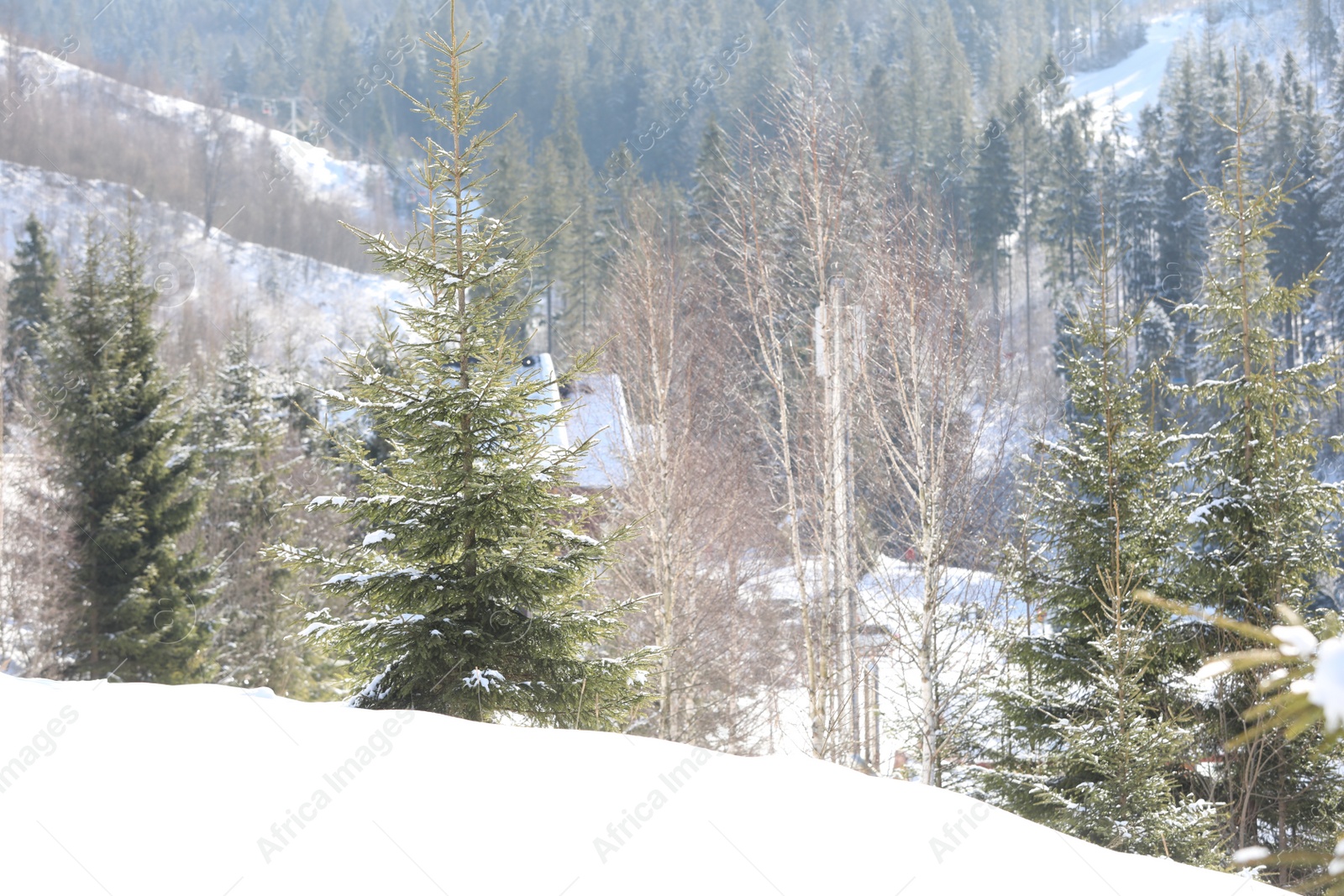 Photo of Beautiful view of conifer forest on snowy winter day