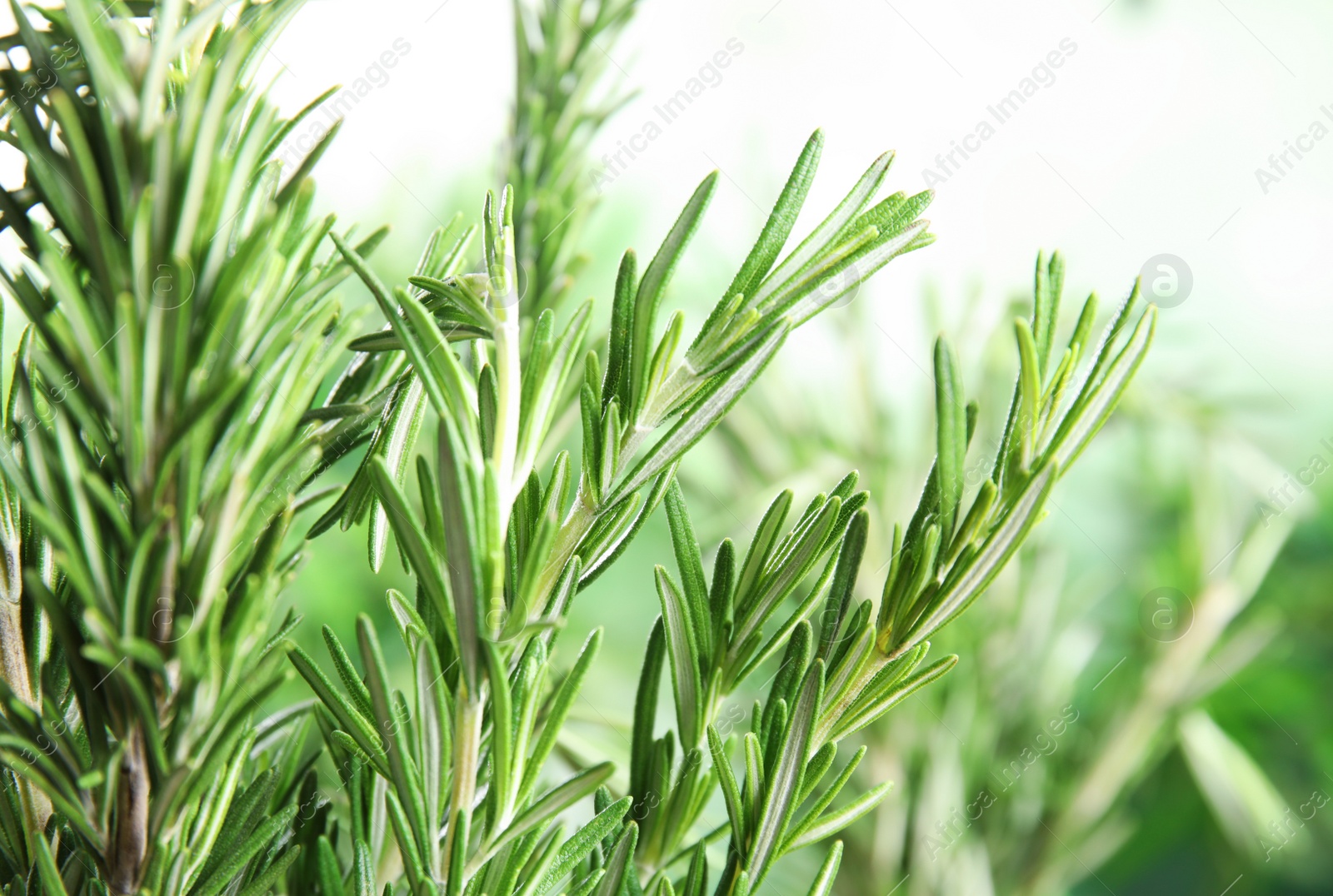 Photo of Branches of fresh rosemary on blurred green background, space for text