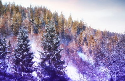 Image of Snowy coniferous forest on sunny winter day