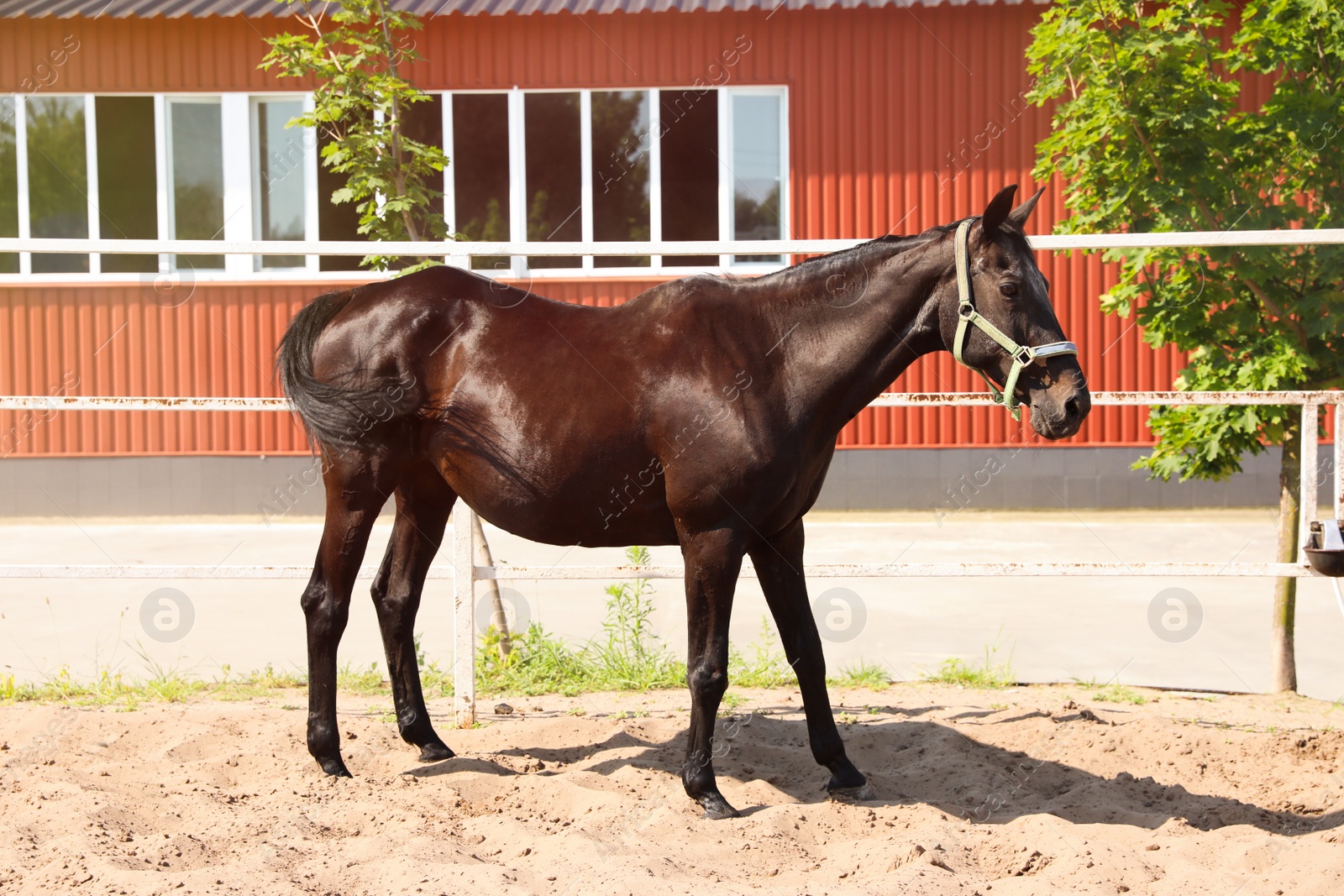 Photo of Dark bay horse in paddock on sunny day. Beautiful pet