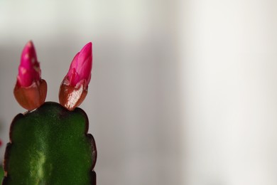 Beautiful Schlumbergera (Christmas or Thanksgiving cactus) against light background, closeup